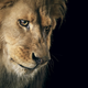 Illustration for article titled Tim Flachs intimate animal portraits reveal natures human side